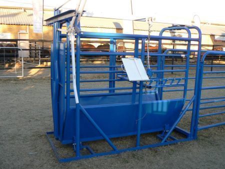 Cattle Scale